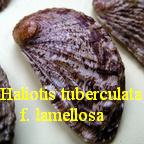 Haliotis tuberculata f. lamellosa, Lamarck 1822